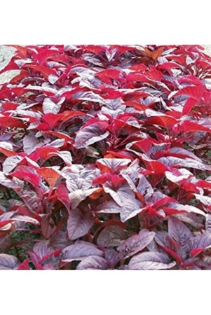 high-yield-red-amaranthus-laal-bhaji-seeds-200-seeds