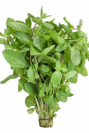 namdhari-mint-bunch-100-gm