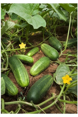 cucumber-desi-kheera-vegetables-50-seeds