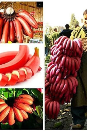 sweet-red-banana-fruit-plant