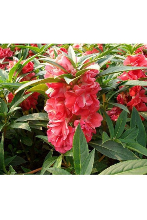 classic-green-earth-balsam-flower-larkaspur-flower-5050-seeds-2-pack-with-growing-cocopeat