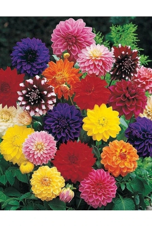 homeagro-dahlia-mixed-flower-25-seeds-