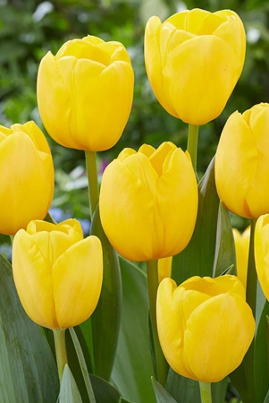 tulip-novi-sun-yellow-color-flower-bulb