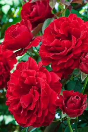 climbing-rose-flower-plants-red