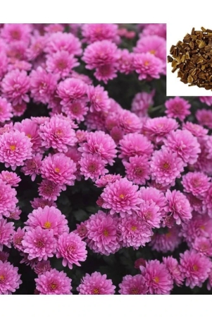 hn-organic-seed-chrysanthemum-flower-50-seeds-