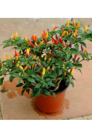 50-thai-hot-chili-pepper-seeds-grown-capsicum-frutescens-var-pod-pepper-hot-pepper