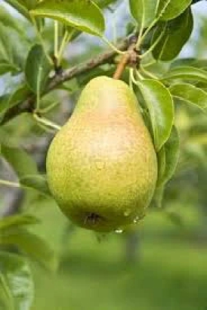 nashpati-pear-fruit-plant-grafted