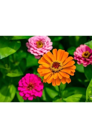 homeagro-zinnia-mixed-flower-20-seeds-