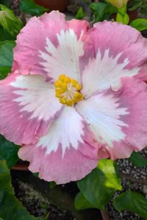 austrelian-hibiscus-plant-for-home-gardening