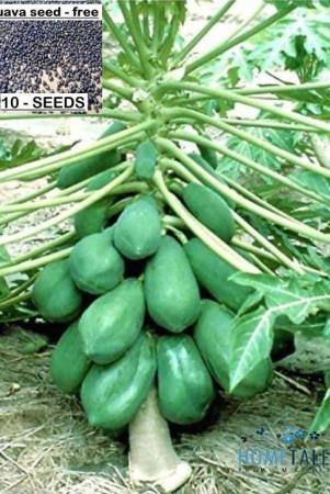 BS SEEDS Papaya Selection Seeds (50 Seeds)