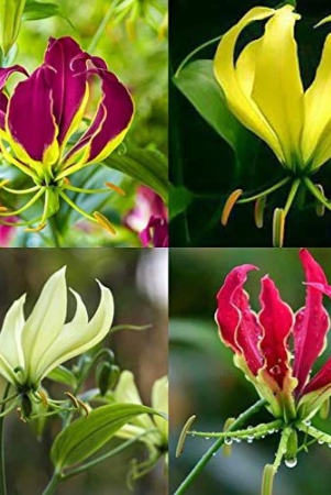 gloriosa-lily-flame-lily-flower-bulbs-mix