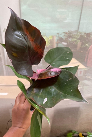 philodendron-pink-princess-matured