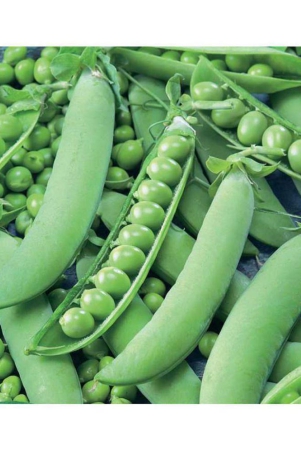 shop-360-garden-high-yield-hybrid-vegetable-peas-seeds-pack-of-50-grams