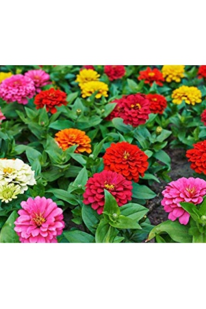 zinnia-flower-color-mix-50-seeds-pack-with-free-cocopeat-and-user-manual