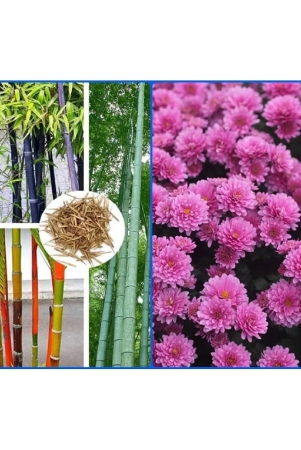 homeagro-combo-of-bamboo-plant-20-seeds-and-chrysanthemum-flower-50-seed-