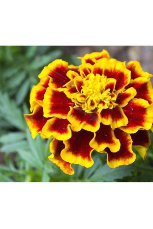 agrey-african-marigold-flower-seeds-30-seeds