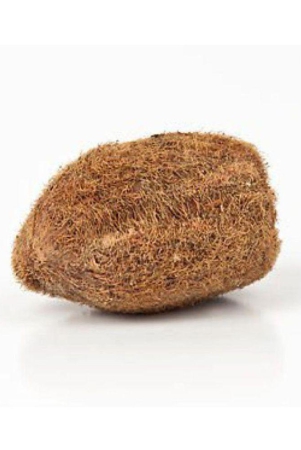 ekakshi-nariyal-ekakshee-narial-vastu-one-eyed-coconut