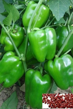 hn-organic-seed-green-capsicum-vegetable-50-seeds-