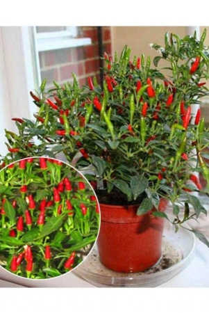 dwarf-thai-sun-hot-pepper-capsicum-annuum-ornamental-chili-20-seeds