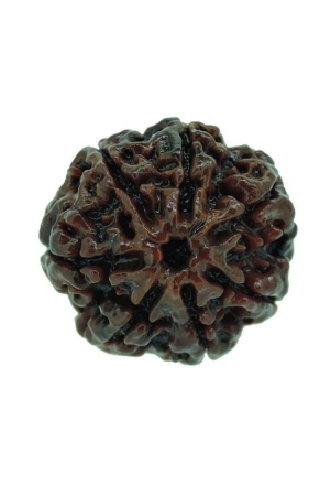 rashi-ratan-bhagya-7-mukhi-rudraksha-seven-mukhi