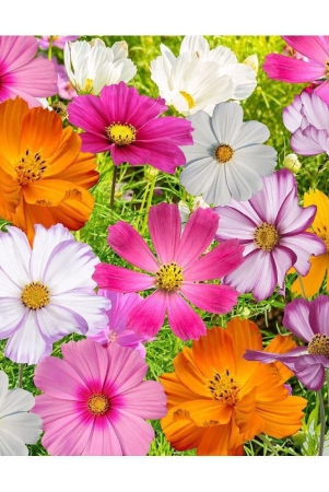 homeagro-cosmos-mixed-flower-20-seeds-