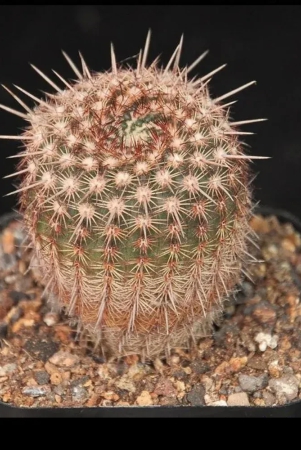 mammillaria-rutilans-cactus-seeds