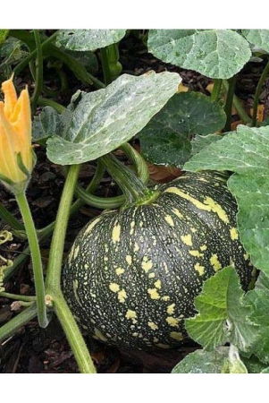 pumpkin-kaddu-20-seeds-high-germinaation-seeds-for-gardening-use-with-user-manual