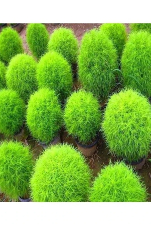 recron-seeds-kochia-plant-burning-bush-foliage-plant-30-seeds