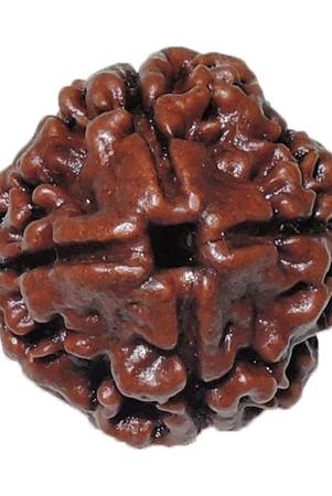 rashi-ratan-bhagya-natural-rudraksha-4-mukhi-nepal