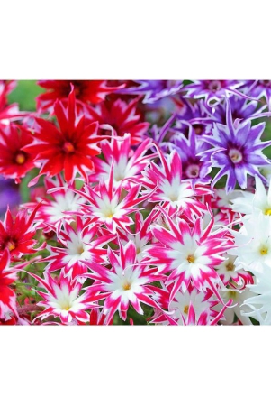 phlox-mix-varietry-flower-40-seeds-pack-with-100-gm-cocopeat-snd-user-manual