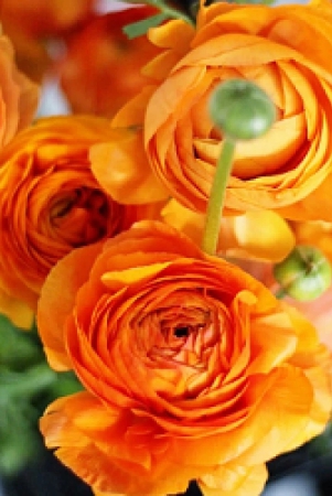 ranunculus-orange-color-flower-bulb