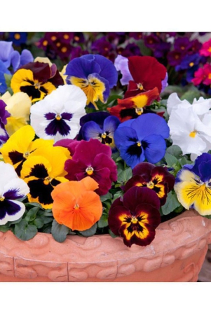 classic-green-earth-jioo-organics-asia-pansy-medium-mixed-premium-flower-hybrid-50-seed