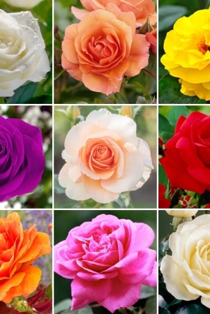 pack-of-4-different-colour-rose-plant