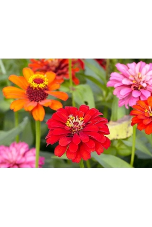 homeagro-zinnia-mixed-flower-20-seeds-