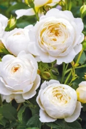 climbing-rose-flower-plants-white