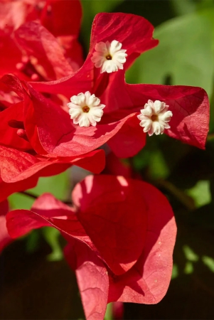 bougainvilleared-colourflower-plant