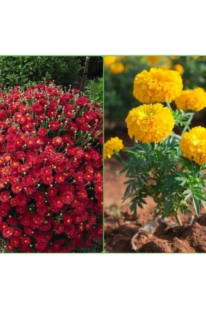 homeagro-seeds-combo-chrysanthemum-flower-50-seed-and-marigold-flower-50-seeds-