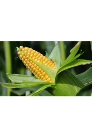 SWEET CORN SEEDS 50 SEEDS