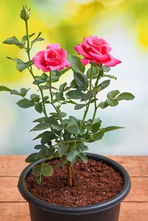 hybrid-grafted-pink-colour-rose