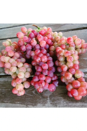 flare-seeds-red-grapes-exotic-plant-fruit-seeds-home-kitchen-garden-indoor-plant-seeds-20-seeds