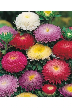 aster-mix-flower-best-quality-seeds-pack-of-20-seeds