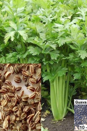 homeagro-celery-vegetable-100-seeds-