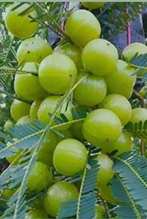 hybrid-aamla-fruit-seeds-30-seeds-