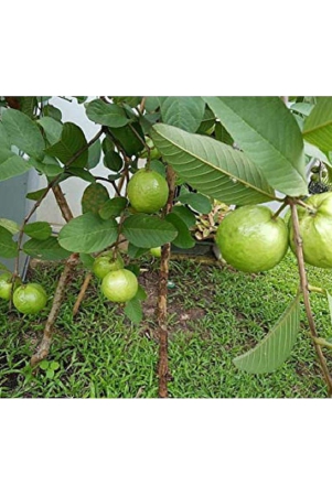 red-guava-plan-seeds-with-cocopeat-100-seeds