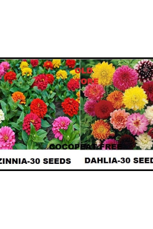 mix-color-premium-zinnia-dahlia-flower-30-30-seeds-pack-with-free-gift-coco-peat-and-user-manual-for-home-gardening