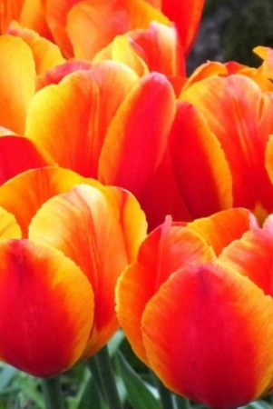 tulip-flair-flower-bulb