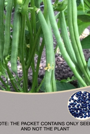 homeagro-french-beans-vegetables-hybrid-seeds-p