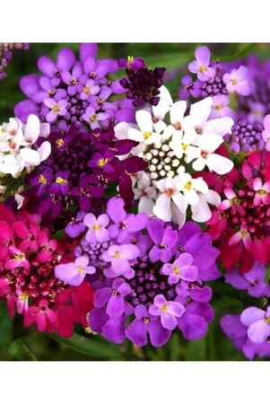 shop-360-garden-candytuft-hybrid-mix-flower-seeds-pack-of-100-seeds