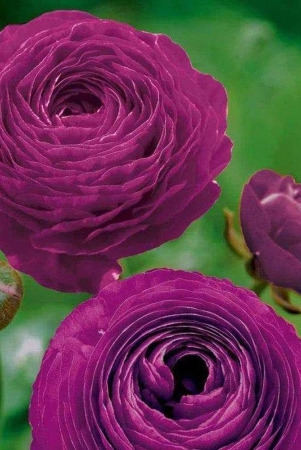 ranunculus-purple-color-flower-bulb