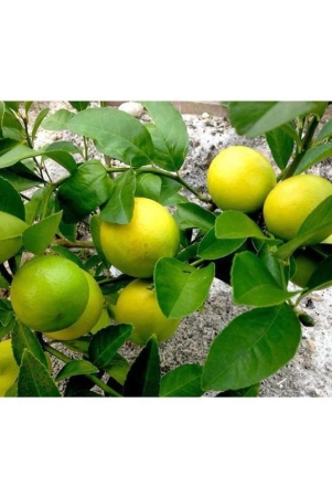 rare-lemon-tree-seeds-indoor-outdoor-garden-heirloom-fruit